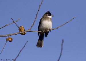 Brown Breasted Bulbul