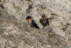 Pacific swallow, Aru Islands, Maluku, Indonesia