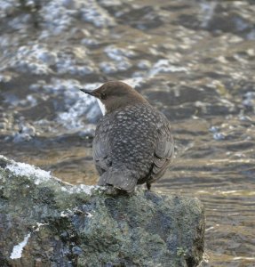 Dipper