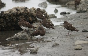 black turnstones