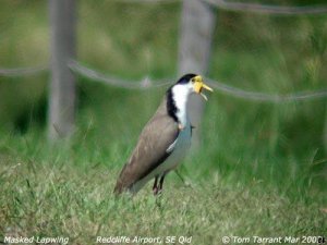 Masked Lapwing