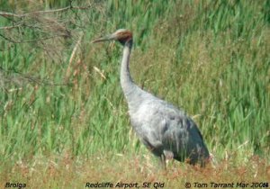 Brolga