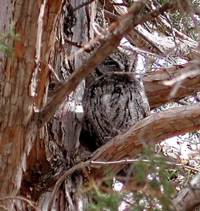 Western Screech Owl- Otus kennicottii
