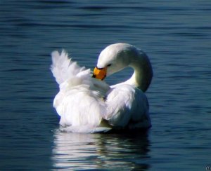 Whooper Preening