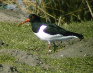 Eurasian Oystercatcher