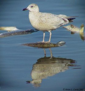 Herring Gull (immature) - Larus argentatus