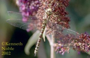 Female Southern Hawker (Aeshna cyanae)