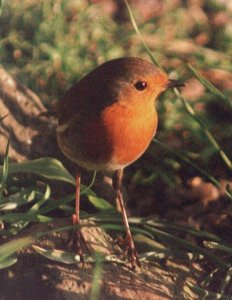 Robin at sunset