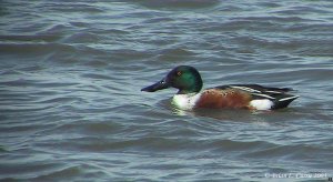 Northern Shoveler