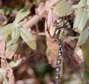 male southern hawker