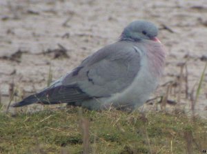 Stock Dove