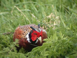 Common Pheasant