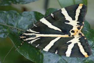 Callimorpha quadripunitaria