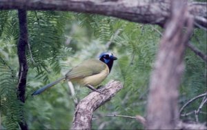 Green Jay