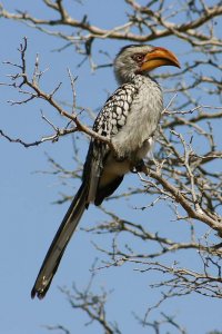 Southern Yellowbilled Hornbill