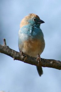 Blue Waxbill Female