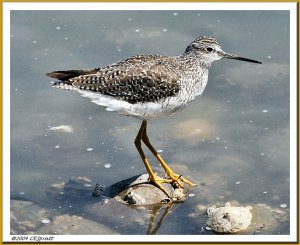 Lesser Yellowlegs