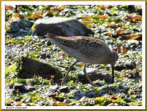 Short-billed Dowitcher