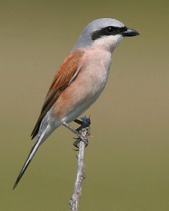 male Red-backed Shrike