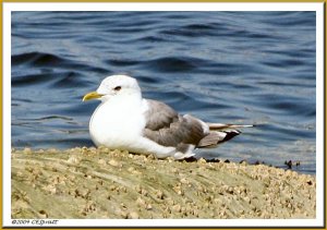 Mew Gull