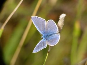 Common Blue