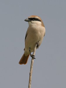 Isabelline shrike