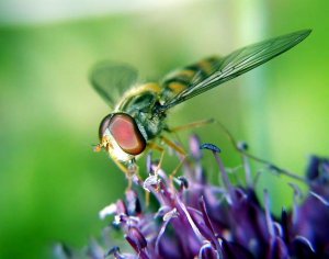 Hoverfly