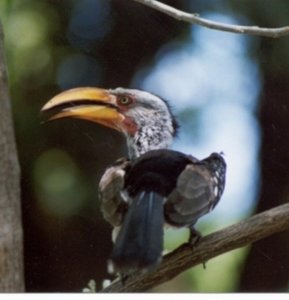 Southern Yellow-billed hornbill