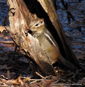 Eastern Chipmunk