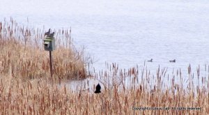 Wood Ducks, Blackbird