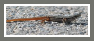 Spiny-footed Lizard