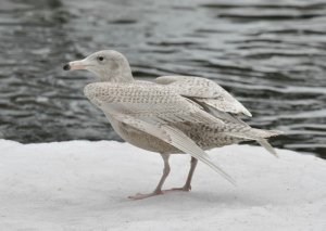 Glaucous Gull