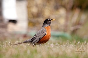 American Robin (m)