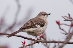 Northern Mockingbird