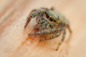 Jumping Spider