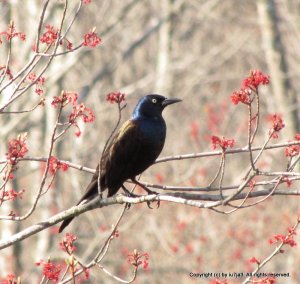 Common Grackle