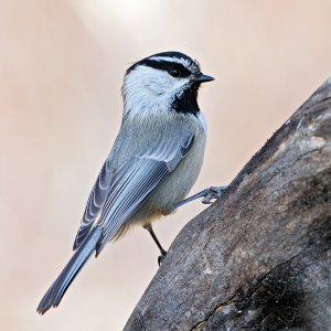 Mountain Chickadee