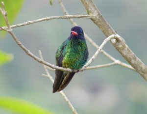 Blue-headed Sapphire