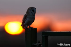Barn Owl at dawn