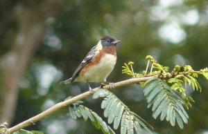 Bay-breasted Warbler