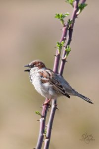 House Sparrow (m)