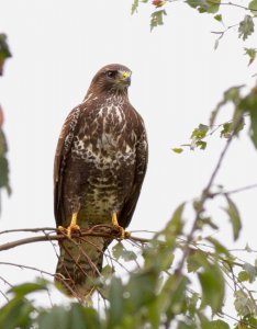 Our resident Buzzard