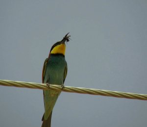 European Bee-eater