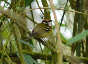 Rufous-crowned Tody-Flycatcher