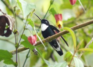 Collared Inca