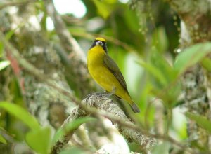 Thick-billed Euphonia