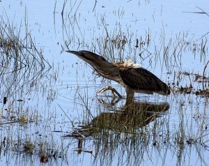 Bittern