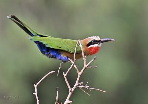 White-fronted Beauty