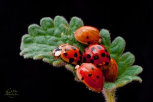 Ladybugs and Catmint