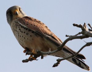 Kestrel